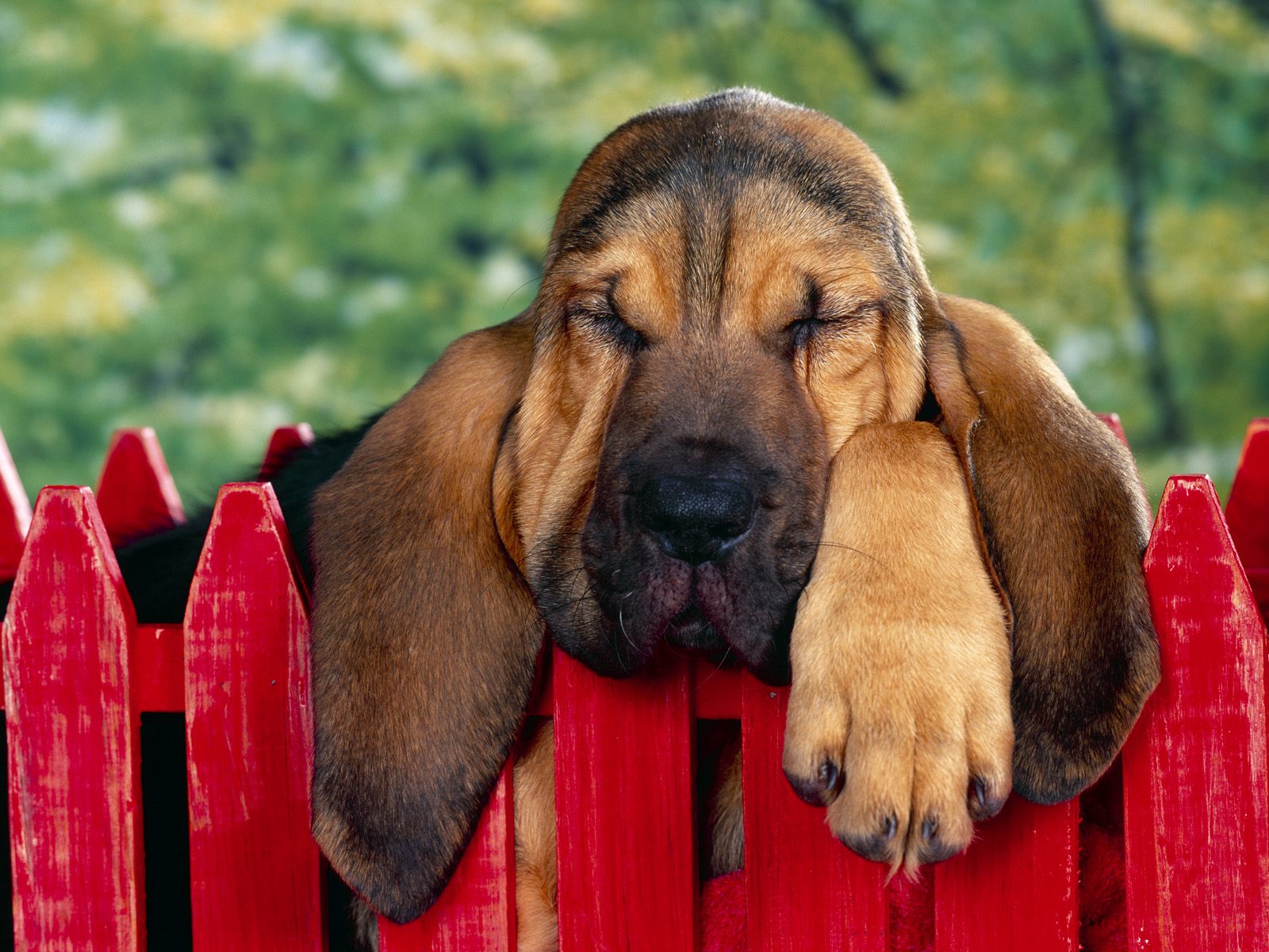 40 Winks, Bloodhound Puppy